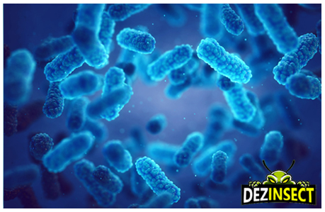 dezinfectie tipuri de germeni bacterii