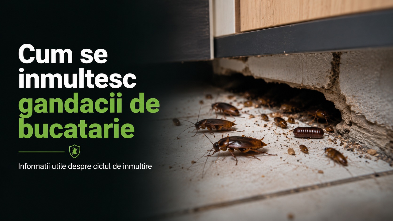 Cum se inmultesc gandacii de bucatarie - banner desktop